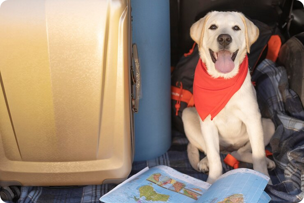 Top Tips for Traveling with Pets